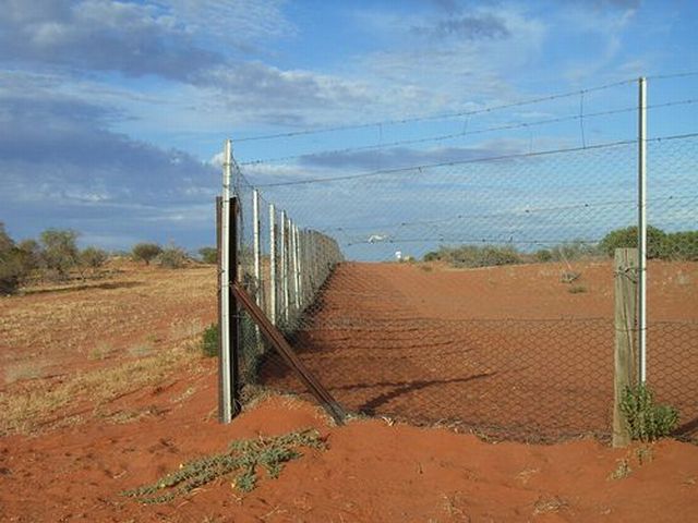 Australian Dingo Fence (12 pics)