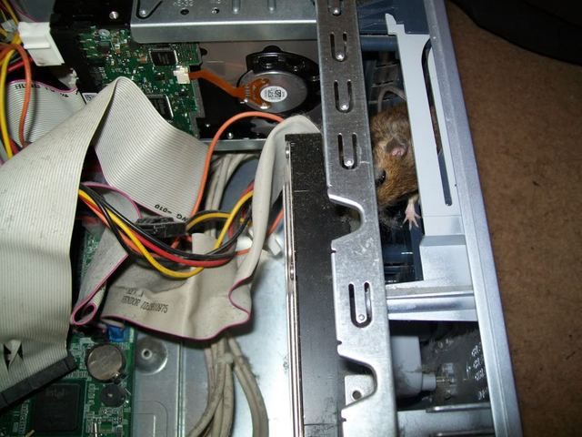 Mouse in PC (3 pics)