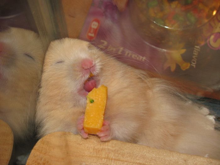 Acid Picdump (144 pics)