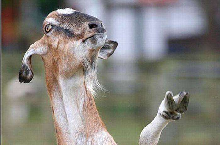 Acid Picdump (144 pics)