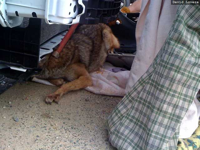Miracle Survival Of Coyote (6 pics)
