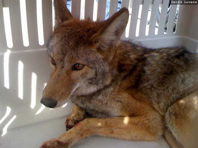 Miracle Survival Of Coyote (6 pics)