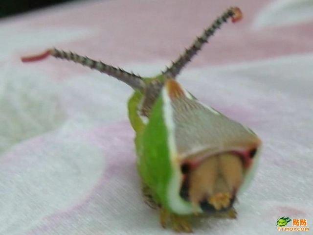 Creepy Caterpillar (6 pics)