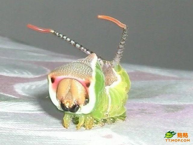 Creepy Caterpillar (6 pics)