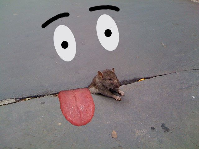 Sad Rat (24 pics)