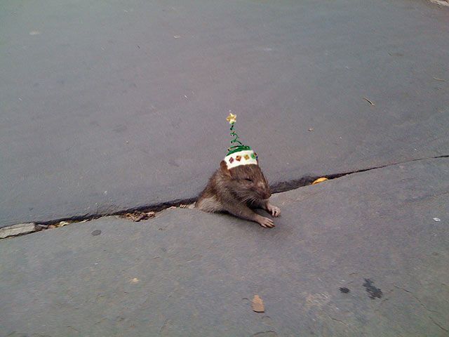 Sad Rat (24 pics)