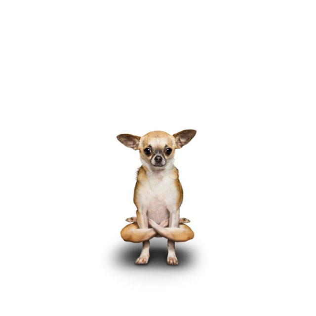 Yoga Dogs. Funny Calendar (14 pics)