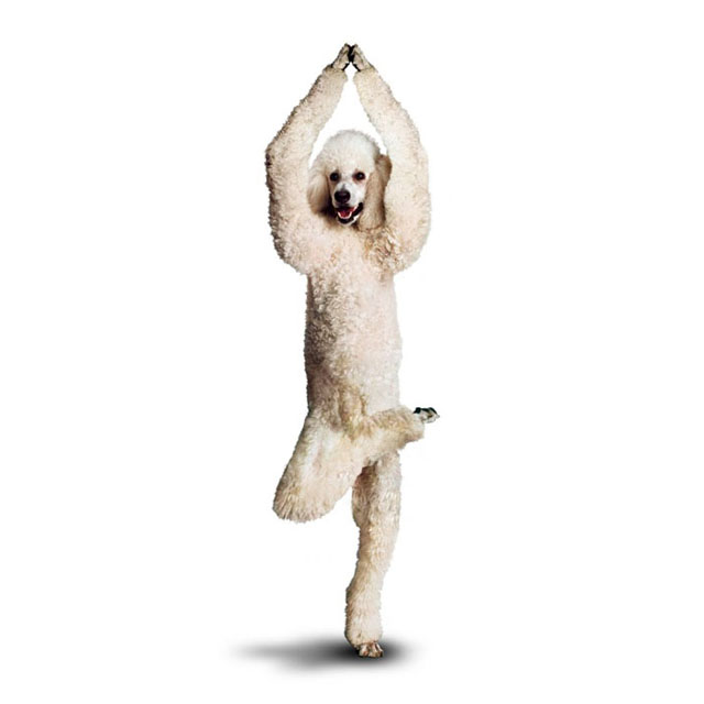 Yoga Dogs. Funny Calendar (14 pics)