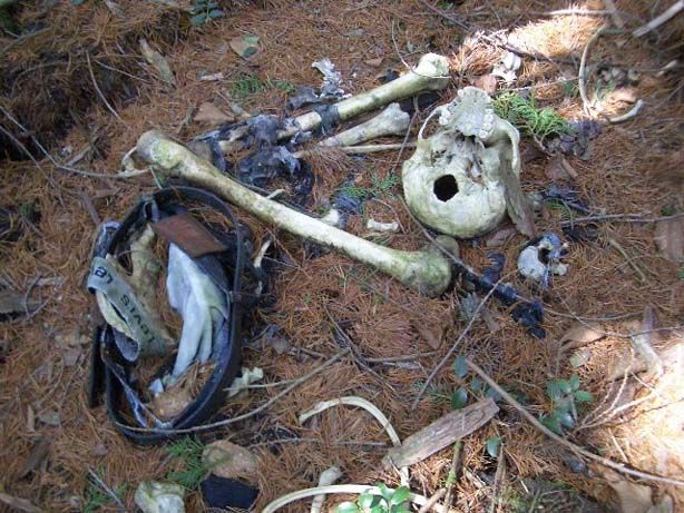 Aokigahara Forest - One Of The Creepiest Places On Earth (19 pics)
