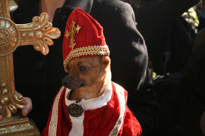 Halloween Dog Parade 2009 (43 pics)