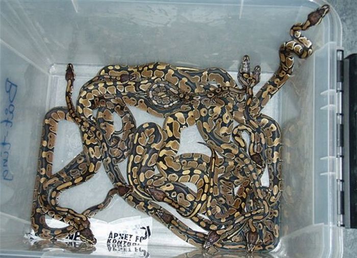 Norwegian man caught with snakes taped to his body (4 pics)