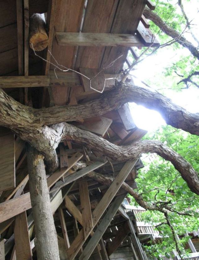The Worlds Greatest Treehouse (12 pics)