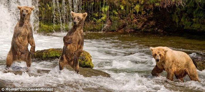 Amazing. Mother Bear Shows the Cubs How to Catch Fish (4 pics)