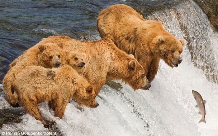 Amazing. Mother Bear Shows the Cubs How to Catch Fish (4 pics)