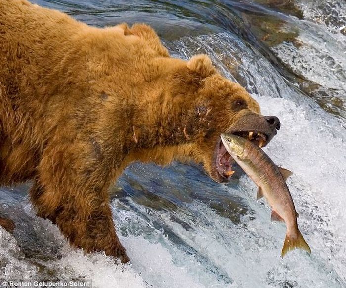 Amazing. Mother Bear Shows the Cubs How to Catch Fish (4 pics)
