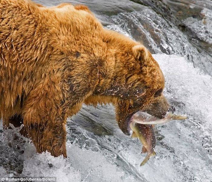 Amazing. Mother Bear Shows the Cubs How to Catch Fish (4 pics)