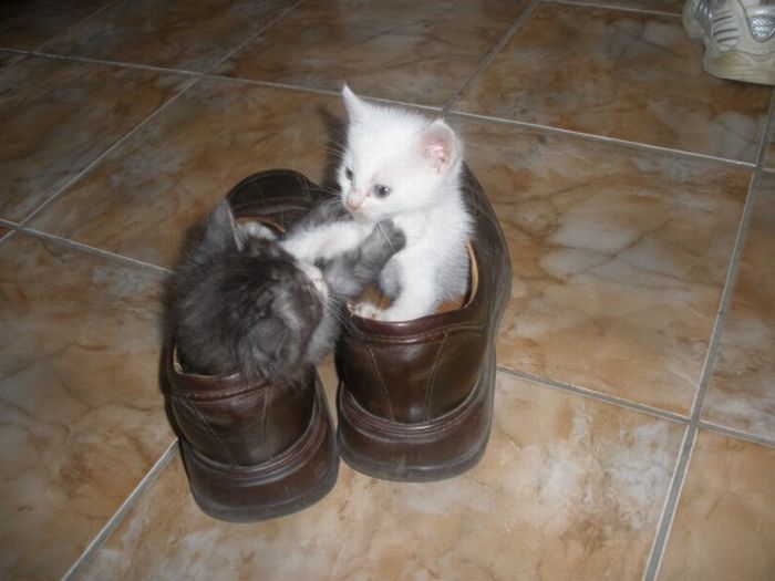 Kittens in the Shoes (8 pics)