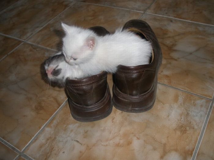 Kittens in the Shoes (8 pics)
