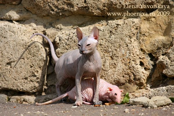 Bald Cat Meets a Bald Rat (7 pics)