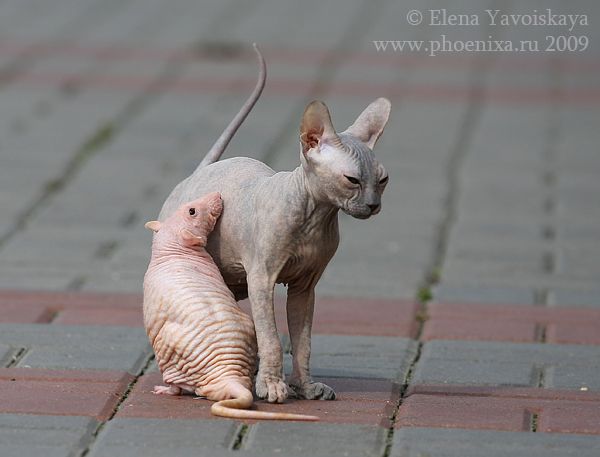 Bald Cat Meets a Bald Rat (7 pics)