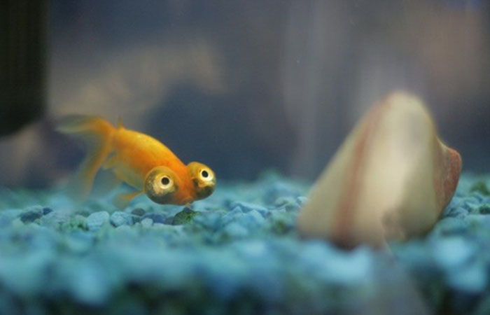 The Funniest Fish in the World (3 pics)