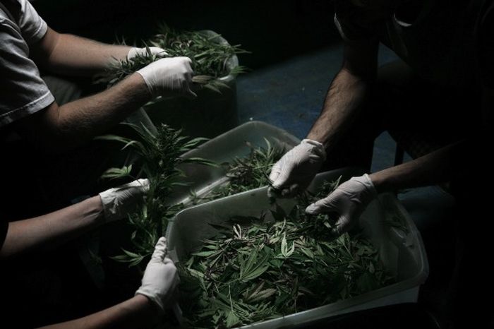 The Marijuana Harvest (23 pics)