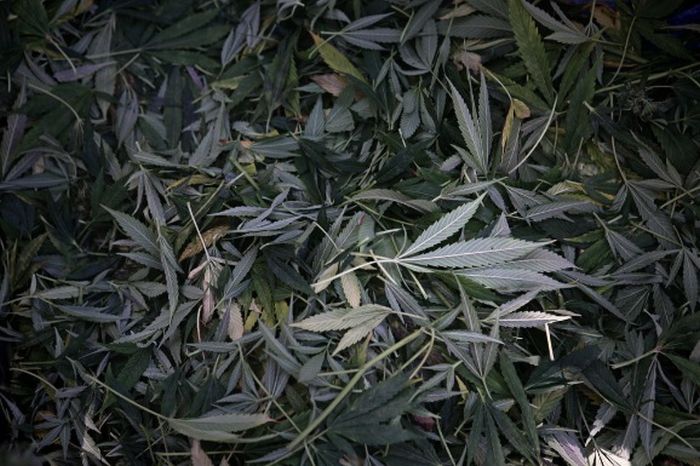The Marijuana Harvest (23 pics)