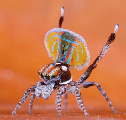 Peacock Spider (4 pics)