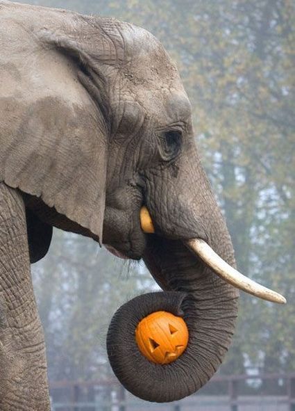 Acid Picdump (105 pics)
