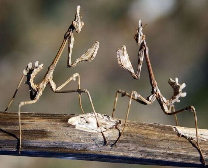 Acid Picdump (121 pics)