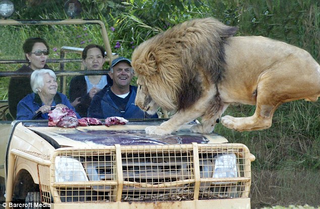 A Lion Jumps on the Jeep but nobody is scared. Why? (6 pics)