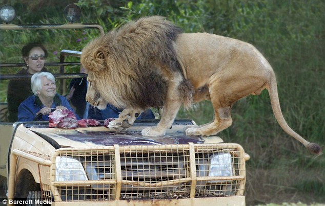 A Lion Jumps on the Jeep but nobody is scared. Why? (6 pics)