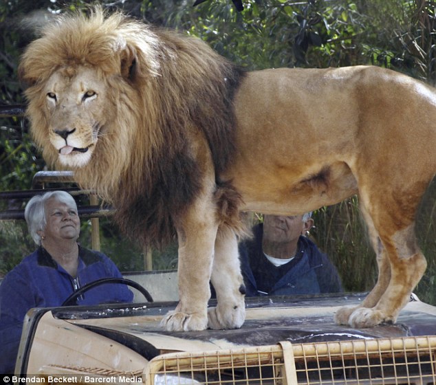 A Lion Jumps on the Jeep but nobody is scared. Why? (6 pics)