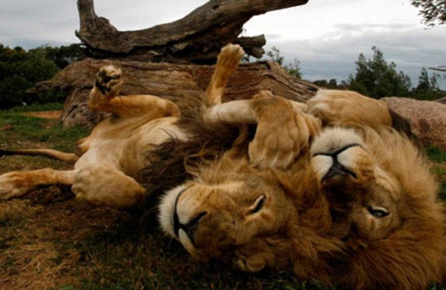 A Lion Jumps on the Jeep but nobody is scared. Why? (6 pics)