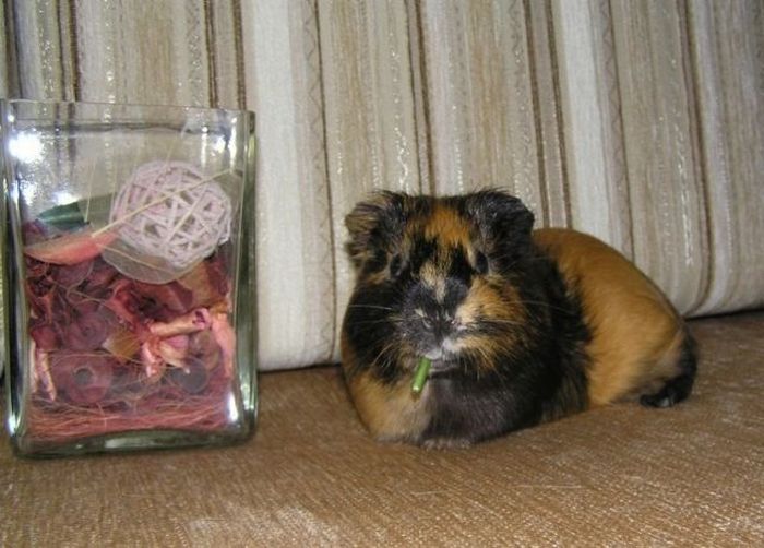 Acid Picdump (117 pics)