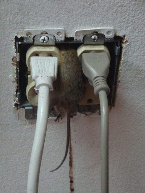 Acid Picdump (117 pics)