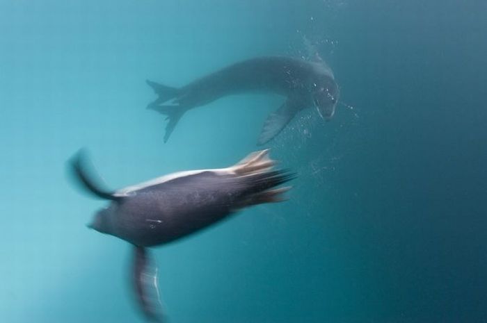 Hunting Leopard Seals (15 pics)