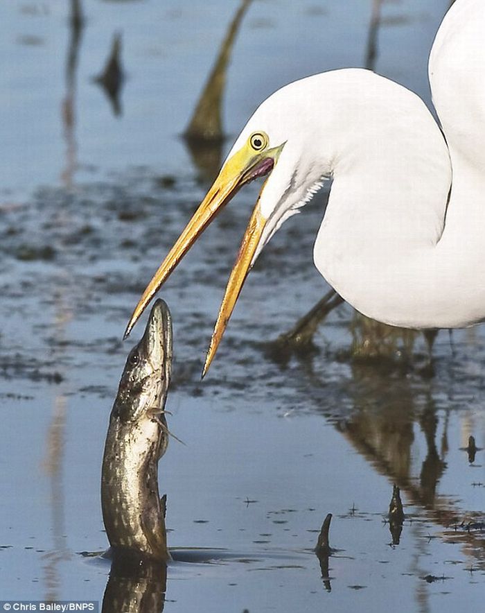 Stupid Fish Jumps Straight in a Heron's Mouth (3 pics)
