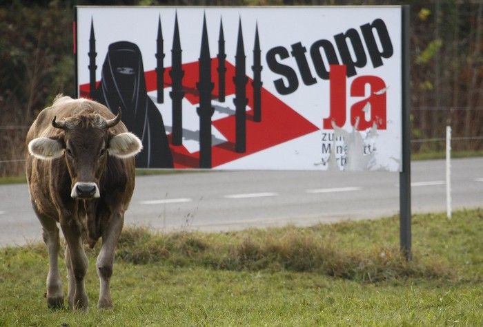 Voting Cow from Switzerland (3 pics)