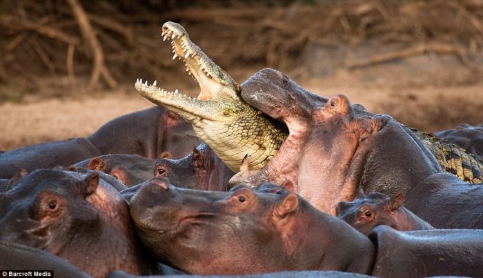 Rare Battle. Crocodile Was Killed by Hippos (5 pics)