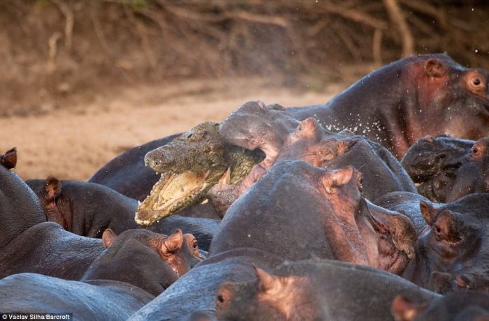 Rare Battle. Crocodile Was Killed by Hippos (5 pics)