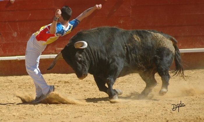 Recortadores Making Corrida Fun Without Killing the Bulls (36 pics)