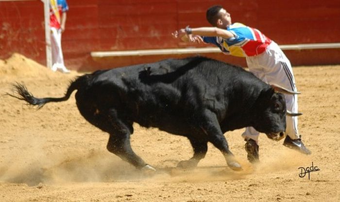 Recortadores Making Corrida Fun Without Killing the Bulls (36 pics)