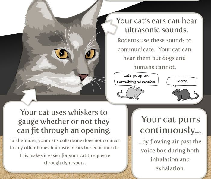 17 Things Worth Knowing About Your Cat (8 pics)