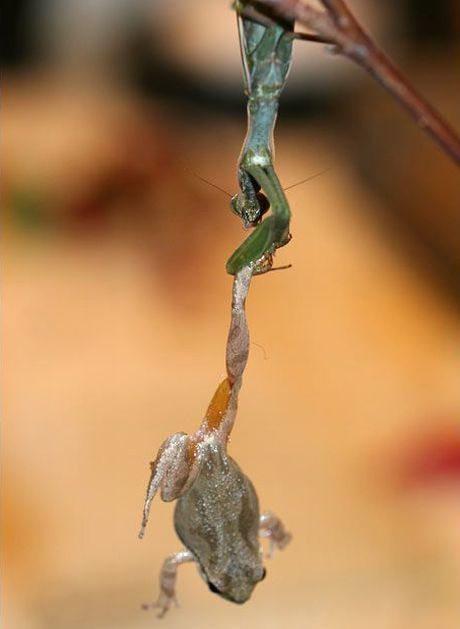Acid Picdump (106 pics) Acid Picdump (106 pics)