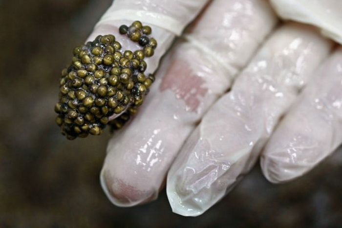 How Black Caviar is Made (24 pics)