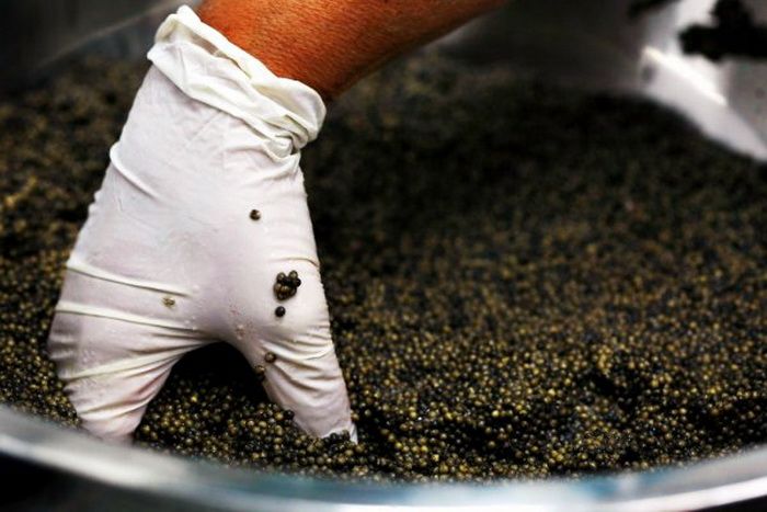 How Black Caviar is Made (24 pics)