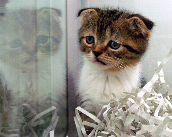 Acid Picdump (128 pics)