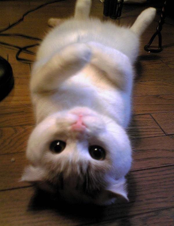 Acid Picdump (128 pics)