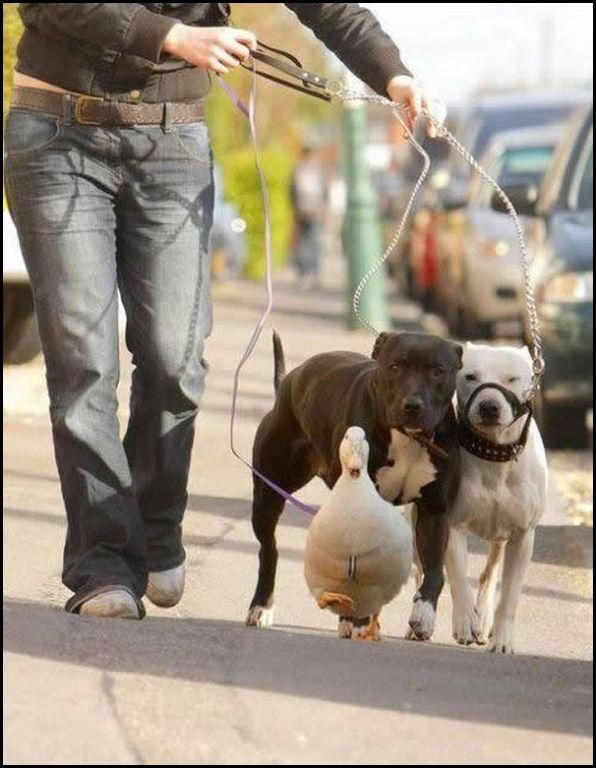 Acid Picdump (128 pics)